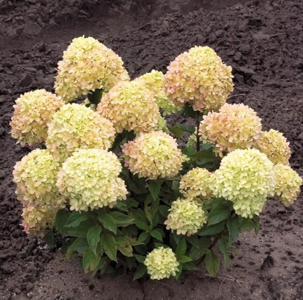 Литл лайм «Little Lime» С2