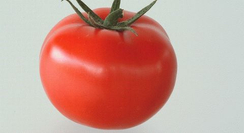 Магнус F1 семена томата полудетерминантного (Seminis / Семинис)