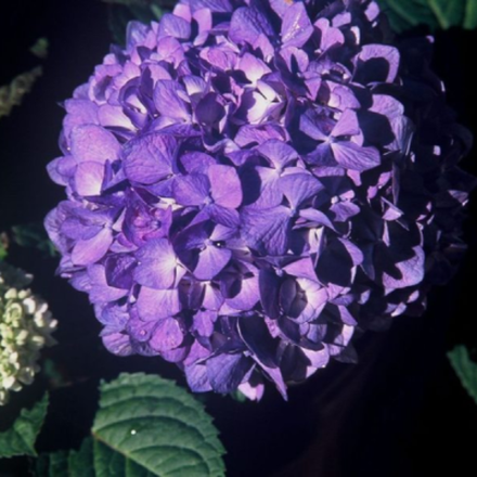 "Блум Стар Блю" Гортензия крупнолистная «Bloom Star blue» Endless Summer июнь 2025 г.