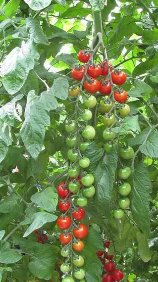 Чезаре F1 семена томата индетерминантного (Гавриш) – фото 2