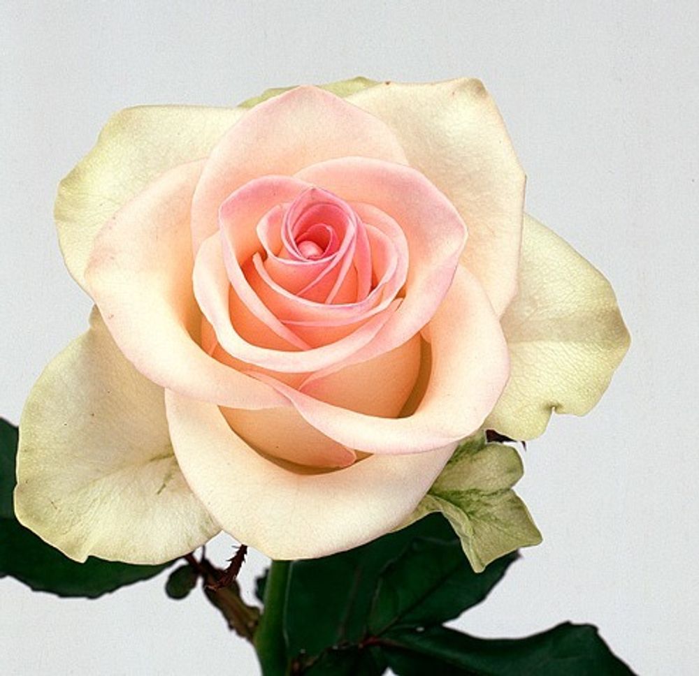 Роза чайно-гибридная Федора