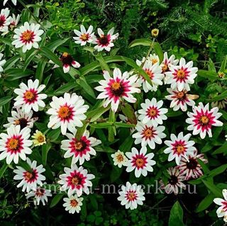 Цинния гибридная Профьюжн Черри Биколор 100 семян