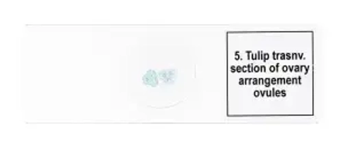 Набор микропрепаратов Levenhuk Discovery Prof DPS 5. «Биология»