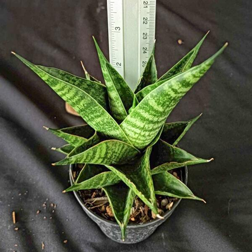 Сансевиерия SINDORO