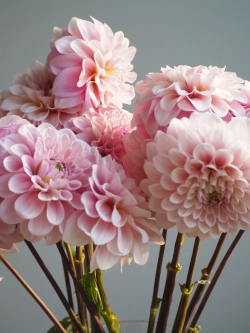 Георгин Sweet Nathalie (корень) Закупка М55 апрель 2026