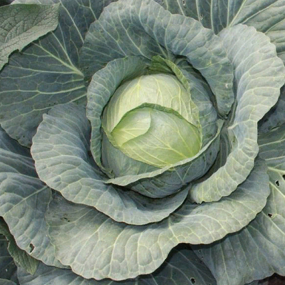 Мегатон F1 семена капусты белокочанной (Bejo / Бейо) культура – фото 2