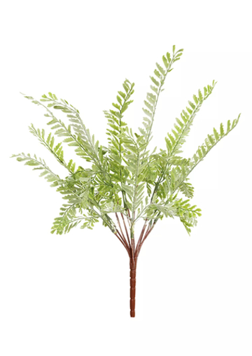 Адиантум стоповидный