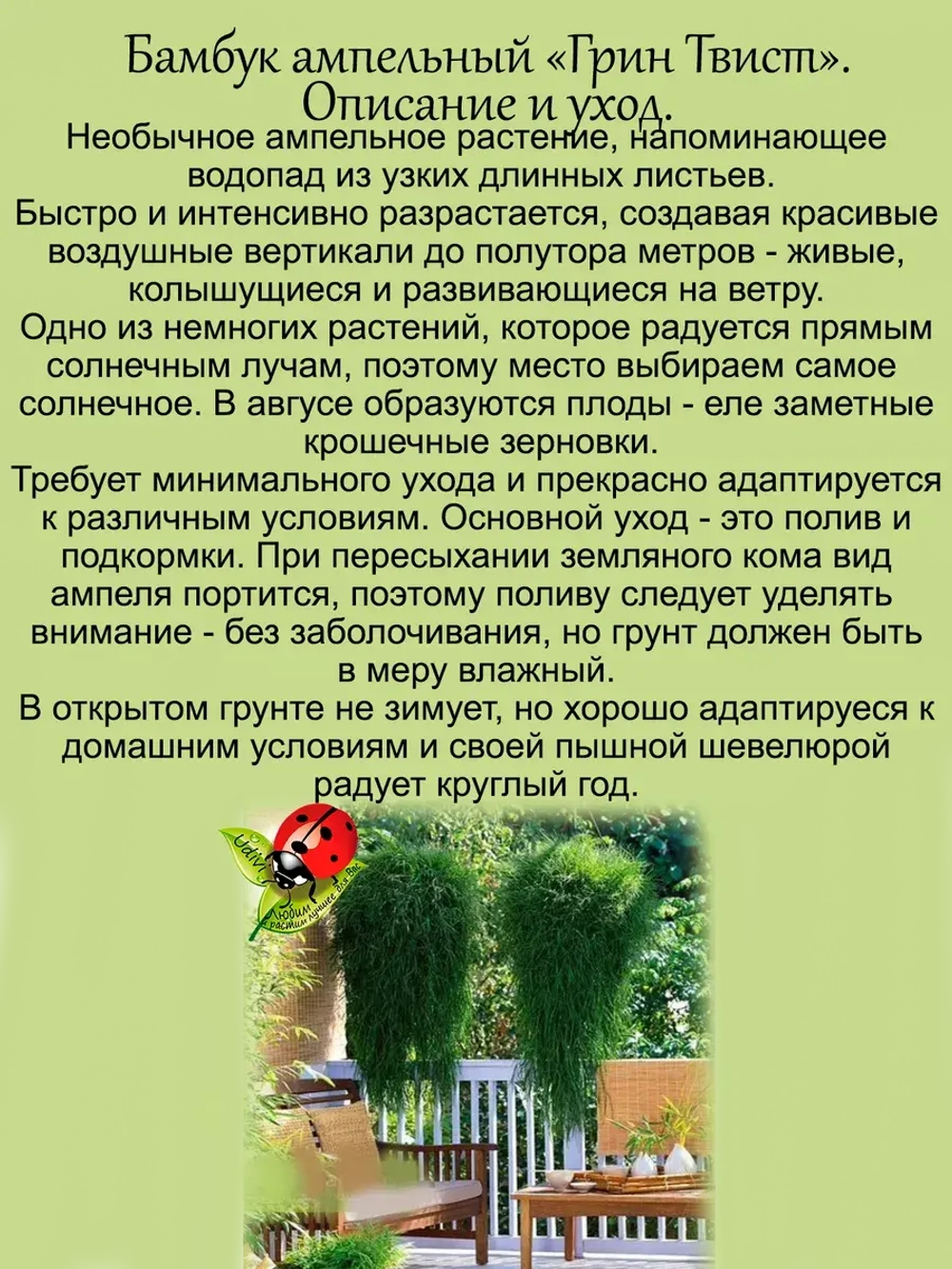Бамбук ампельный Грин твист