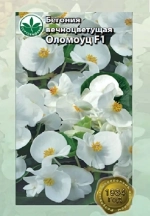 Бегония Оломоуц белая,10шт