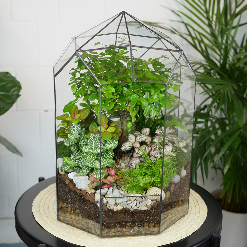 Флорариум Ботанический сад с бонсай XL