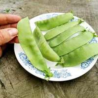 Горох Гигантский Сахарный Орегонский - Oregon Giant Pea