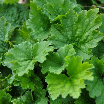 Теллима крупноцветковая. Tellima grandiflora.