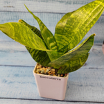 Sansevieria Hahnii (Сансевиерия)