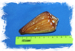 Ракушка Конус Вексиллум, Conus vexillum
