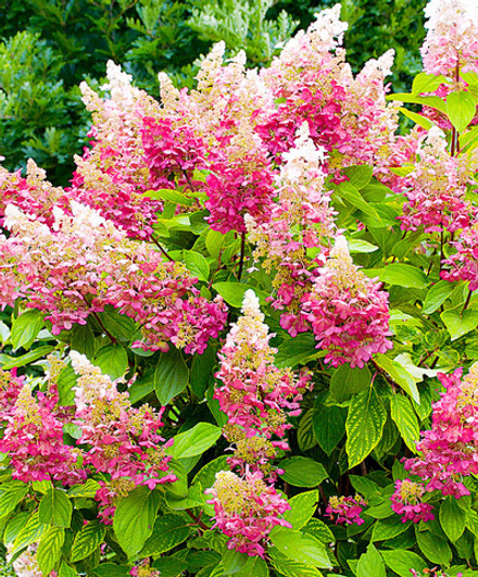 Гортензия метельчатая "Пинк Леди" 3л.