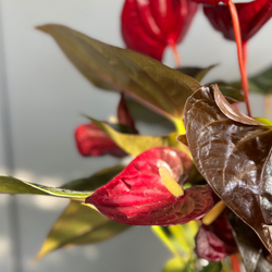 Антуриум Livium Red