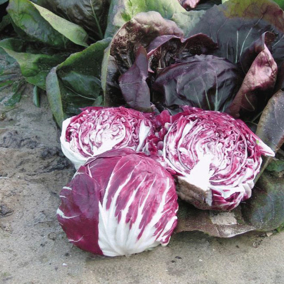 Индиго F1 семена цикория (Bejo / Бейо) – фото 3