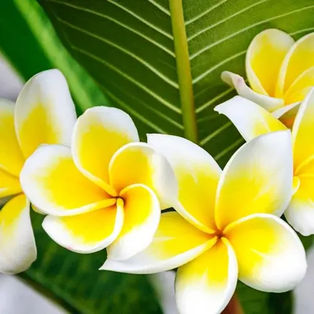 Отдушка TFC - Тропическая плюмерия (Tropical Plumeria)