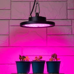Фитопрожектор для растений светодиодный ЭРА FITO-50W-RB-LED-UFO красно-синего спектра 50 Вт IP65 | Фито прожекторы