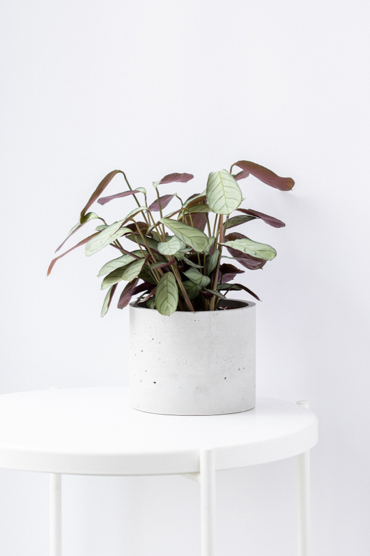 Кашпо Цилиндр 15 серый