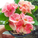 Эуфорбия Миля PETCH SRIRUNG