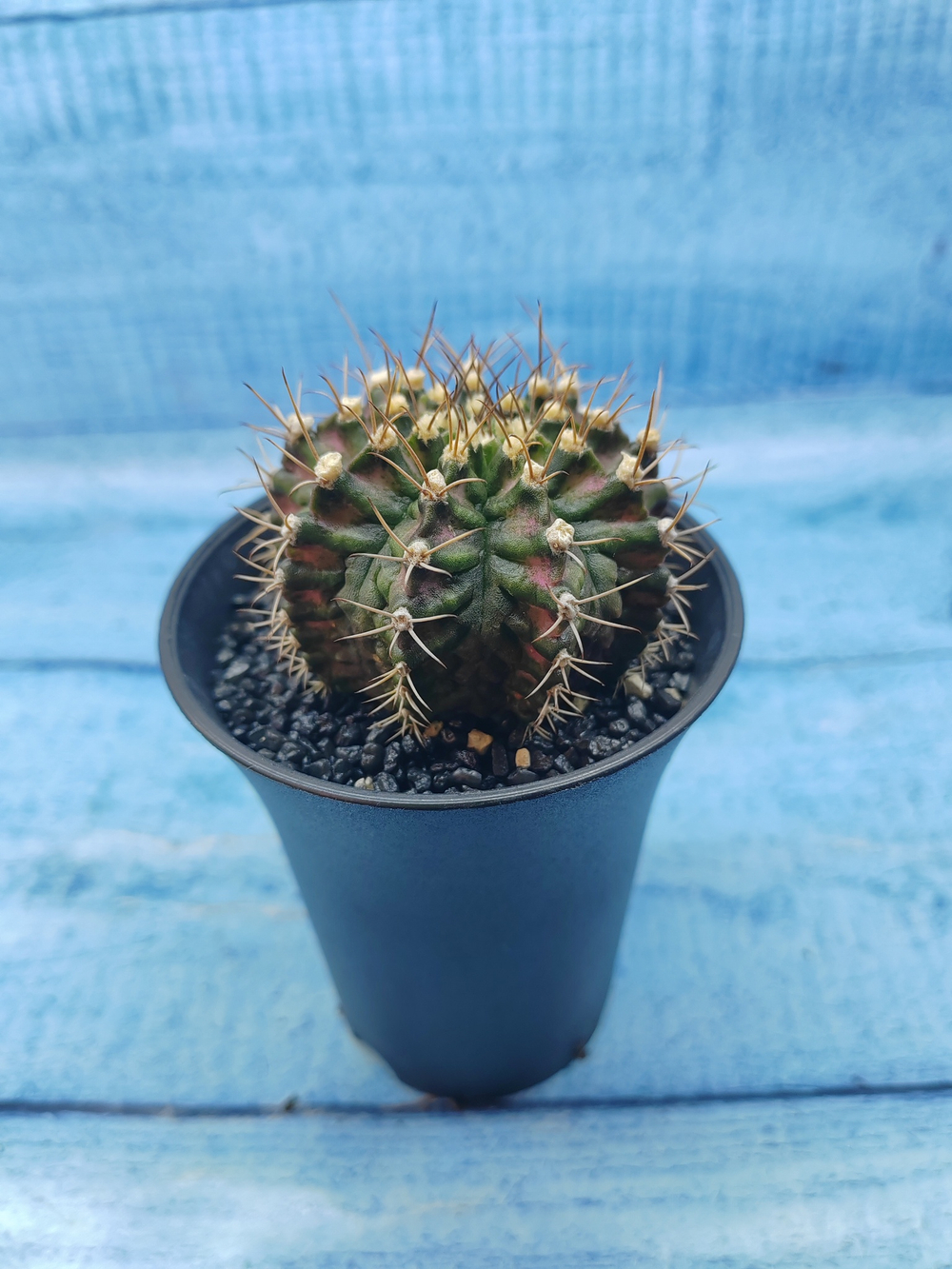 Gymnocalycium T-Rex Pink hybride (Гимнокалициум T-rex)