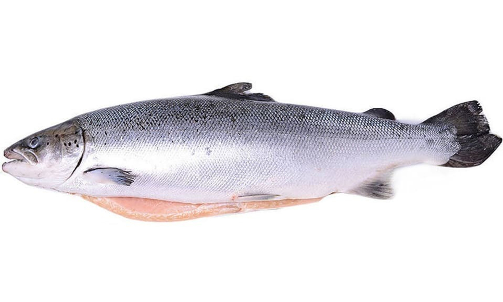 Атлантический лосось мороженый потрошеный