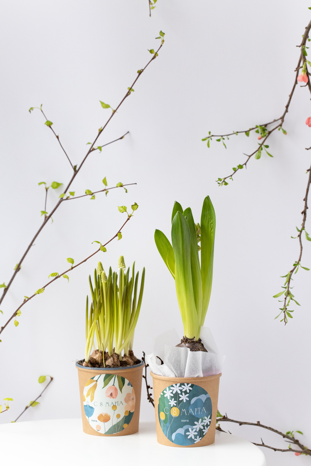 Первоцветы в праздничном стаканчике