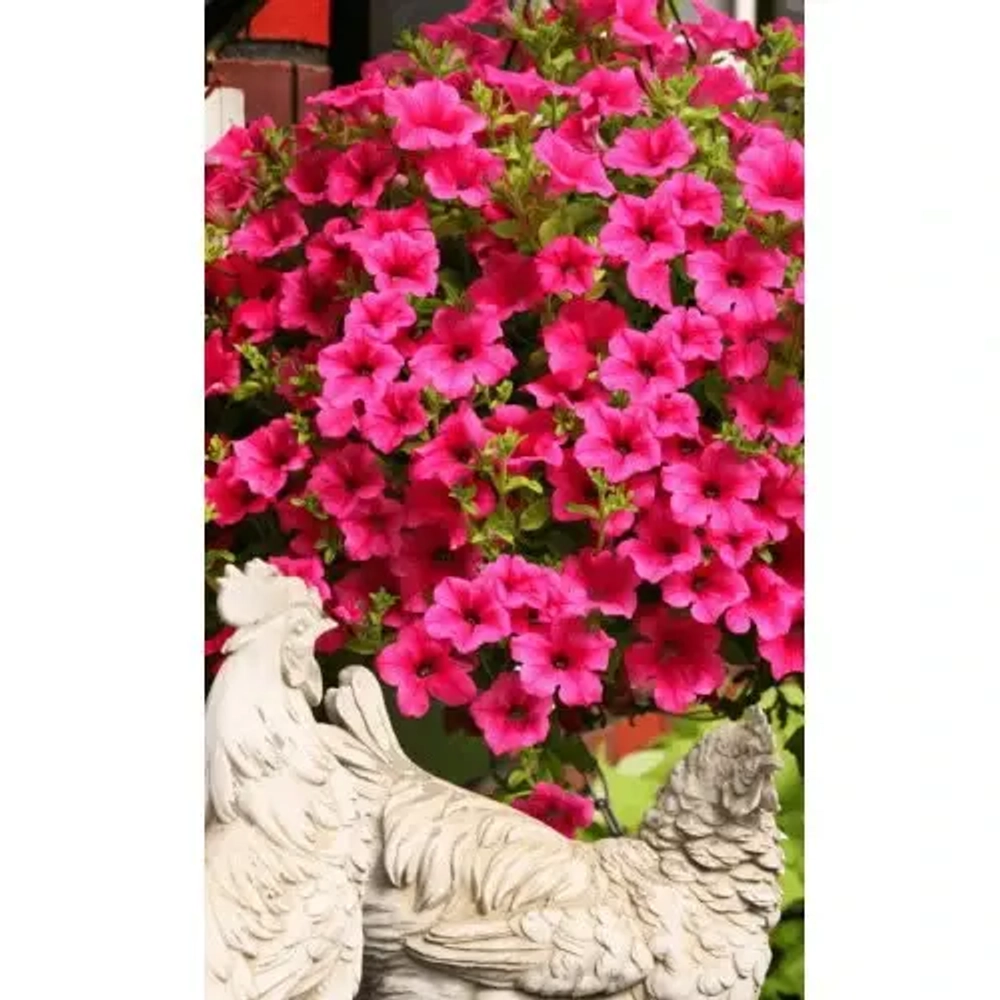 Семена Петуния многоцетковая Пинк Парадайз 0,05гр F1 (УД) Е/П