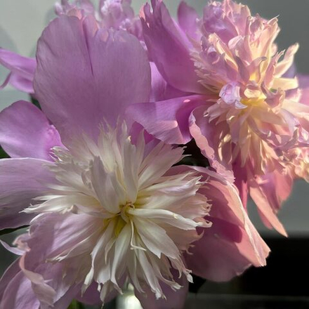 🌸♛ Месье Жюль Эли (Monsieur Jules Elie) — букет ароматных пионов — 8 марта у Феи