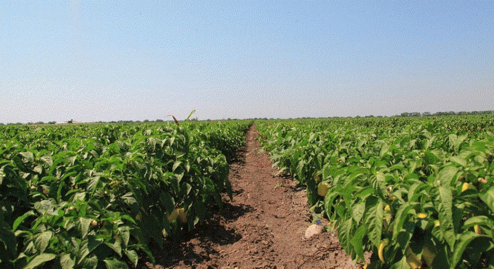 Беладонна F1 семена перца сладкого (Seminis / Семинис)