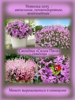 Смолевка Силки Пинк ампельная