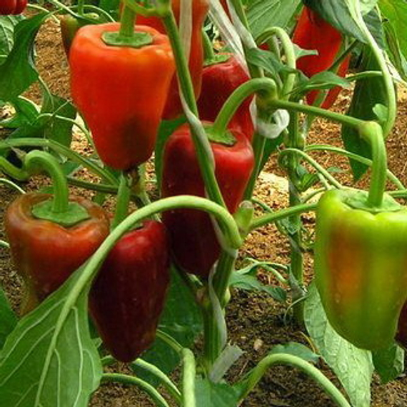 Ариадни F1 семена перца сладкого (Seminis / ALEXAGRO) культура – фото 3