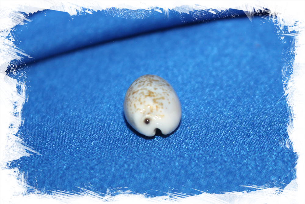 Ракушка Ципрея дайритиана, Eclogavena dayritiana, Cypraea dayritiana