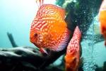 Symphysodon aequifasciatus (Дискус равнополосый)