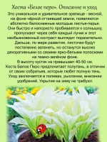 Хоста Белое Перо белая многолетник