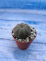 Euphorbia Obesa (Эуфорбия)