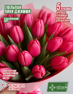 Тюльпан Луковица, Пинк Джимми, 5 шт, разбор 12+