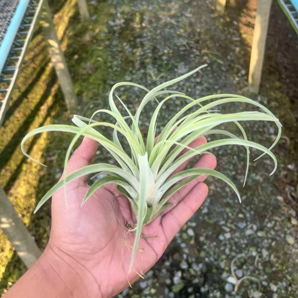 Тилландсия riohondoensis x ionantha Druid