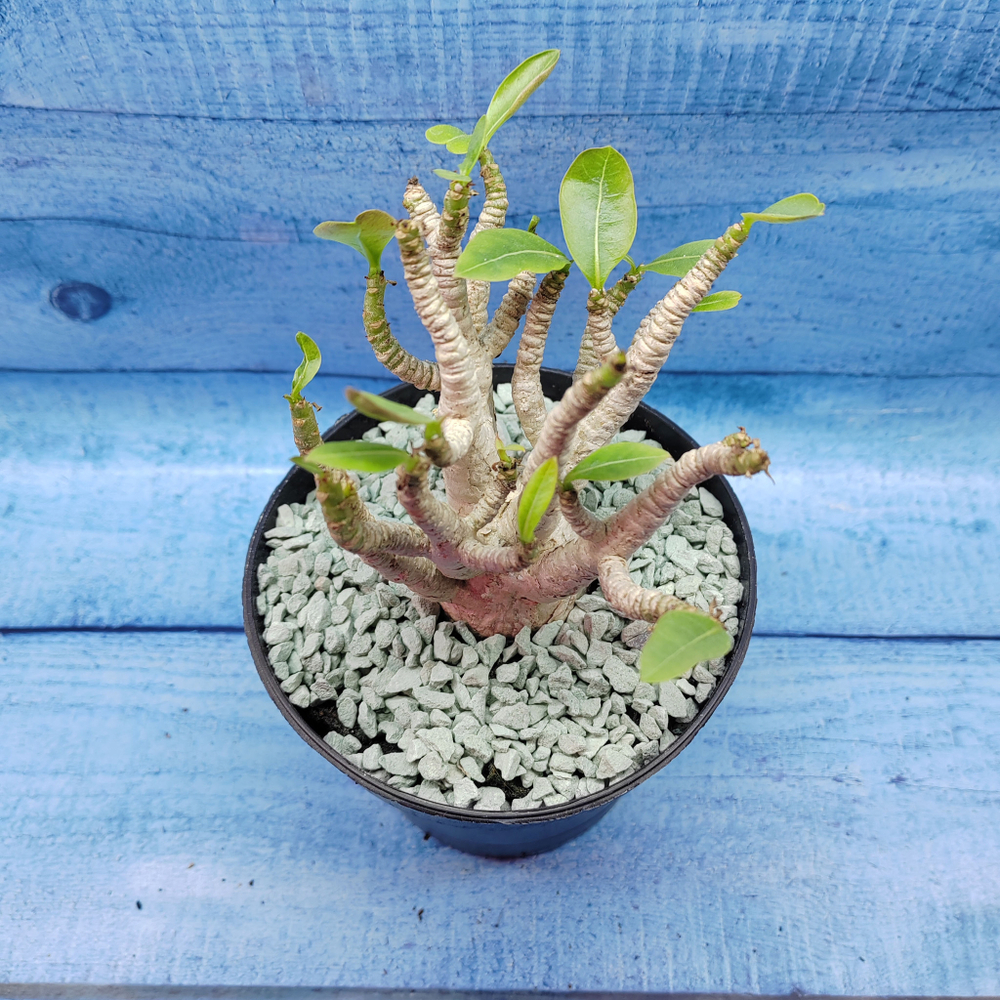 Adenium Baobab (Адениум)