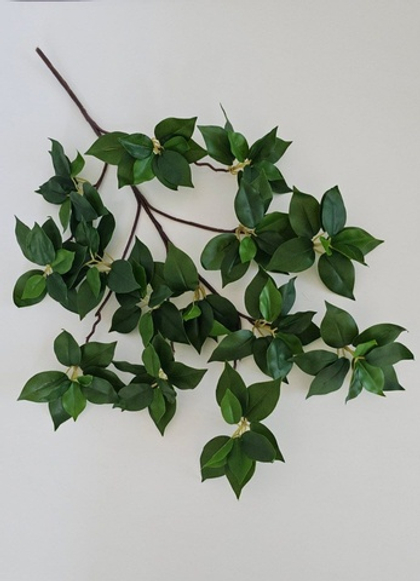 Фикус / Арт 1189