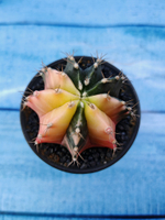 Gymnocalycium Variegata (Гимнокалициум Вариегатный)