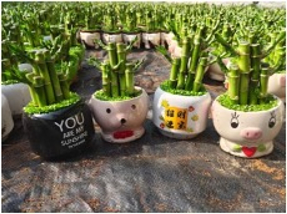 Бамбук small forest в керамическом горшке