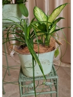 Кашпо для цветов комнатных 26*16,5 см