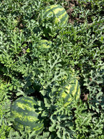 Хилон F1 семена арбуза ( Yuksel Tohum / )