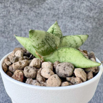 Сансевиерия MING MANEE DWARF