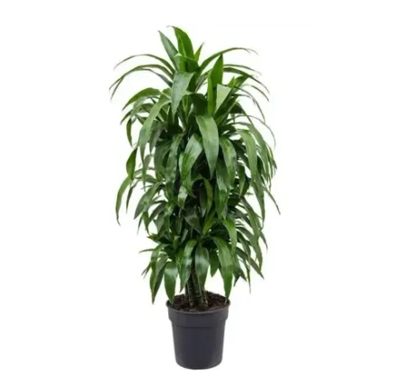 Драцена Джанет Крейг