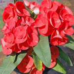 Эуфорбия Миля LK PRAGAI DAO