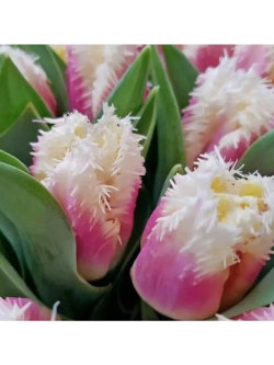 Тюльпаны Hawaii 4 шт, набор луковиц