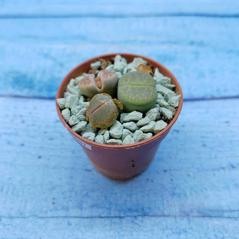 Lithops sp. (Литопсы)